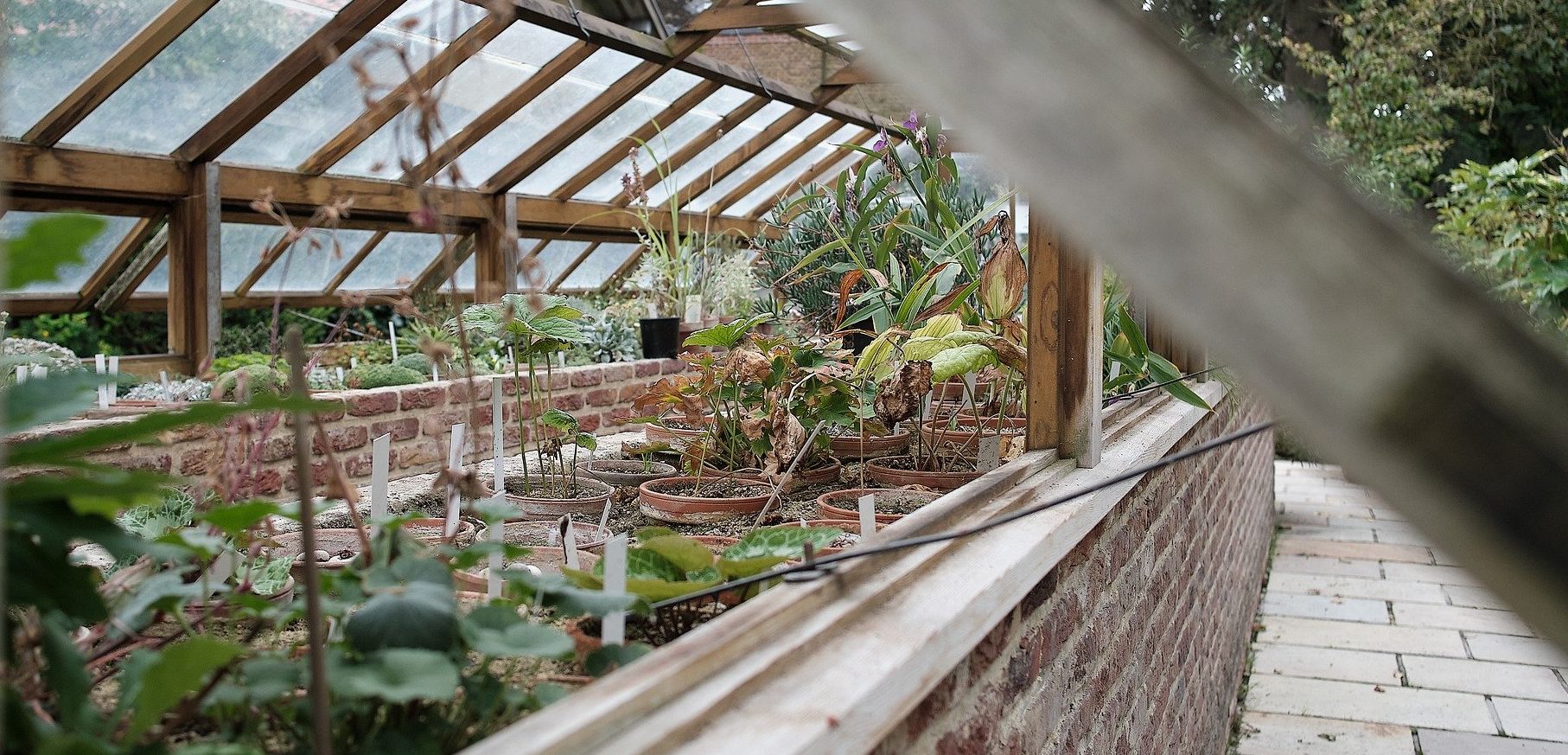 Gartentipp: Überwinternde Kübelpflanzen und deren Schutz