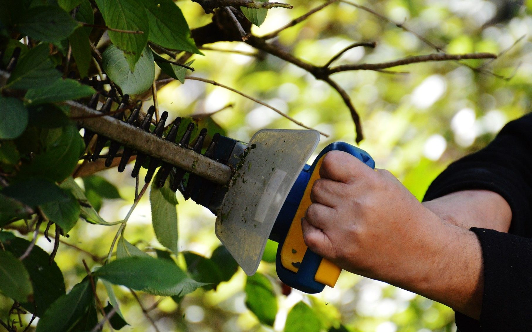 Gartentipp: So werden Bäume & Sträucher richtig beschnitten