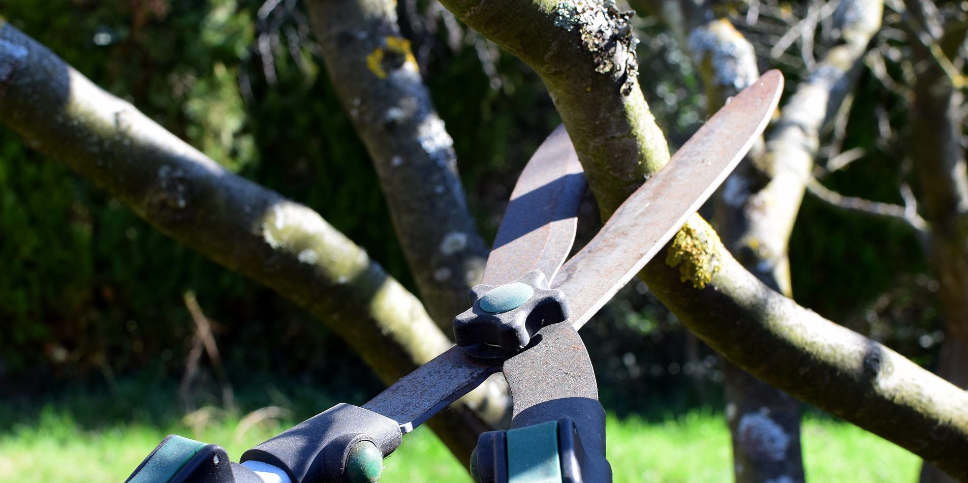 Gartentipp: Das perfekte Werkzeug zum beschneiden des Gartens