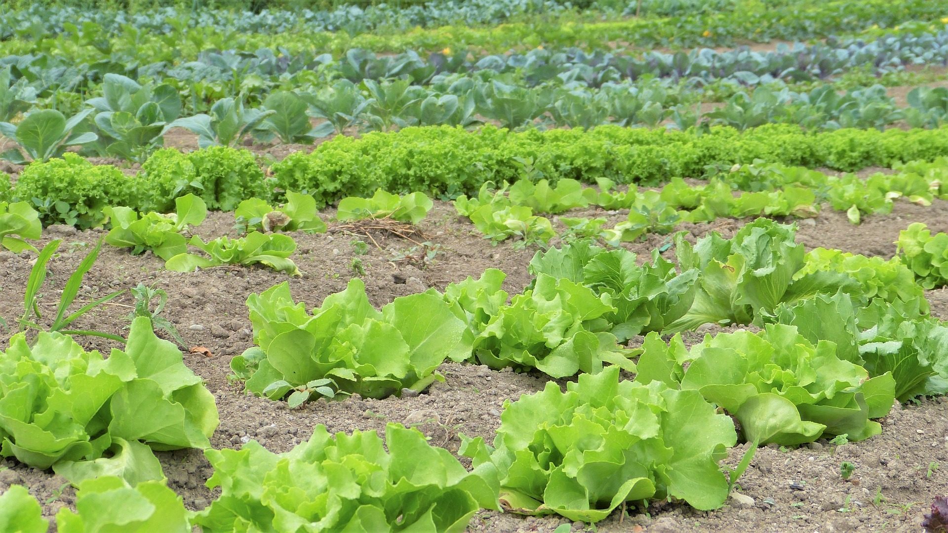 Gartentipp: Jetzt noch schnell das Gemüsebeet vorbereiten – so gehts