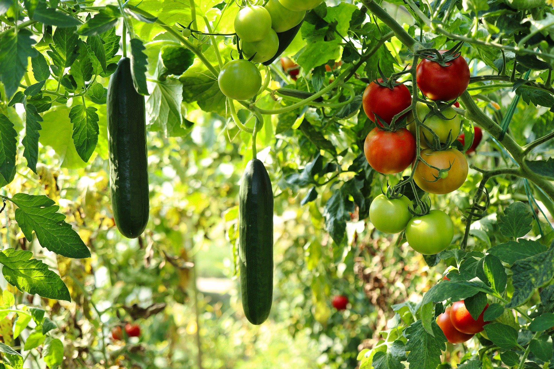 Gartentipp: So klappts noch mit dem Gemüsebeet