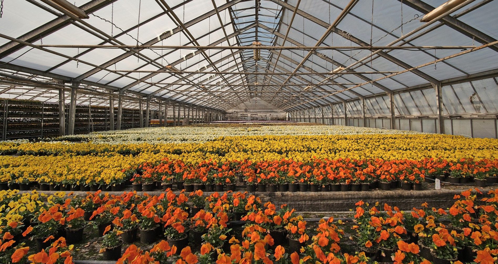 Gartentipp: Es wird Frühling & so kommen jetzt noch Frühblüher in Ihren Garten