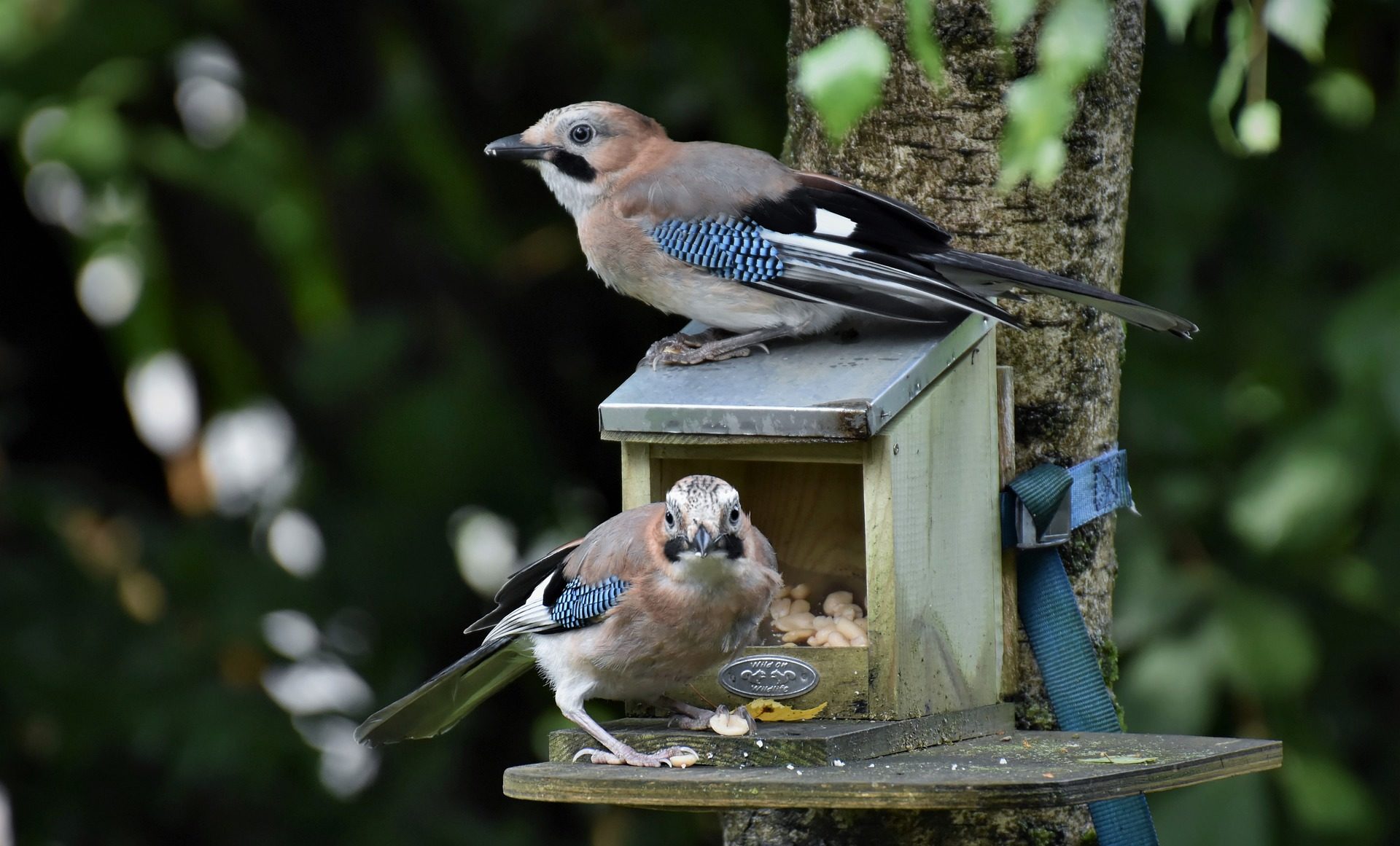 Gartentipp: Das perfekte Häuschen für den Vogel