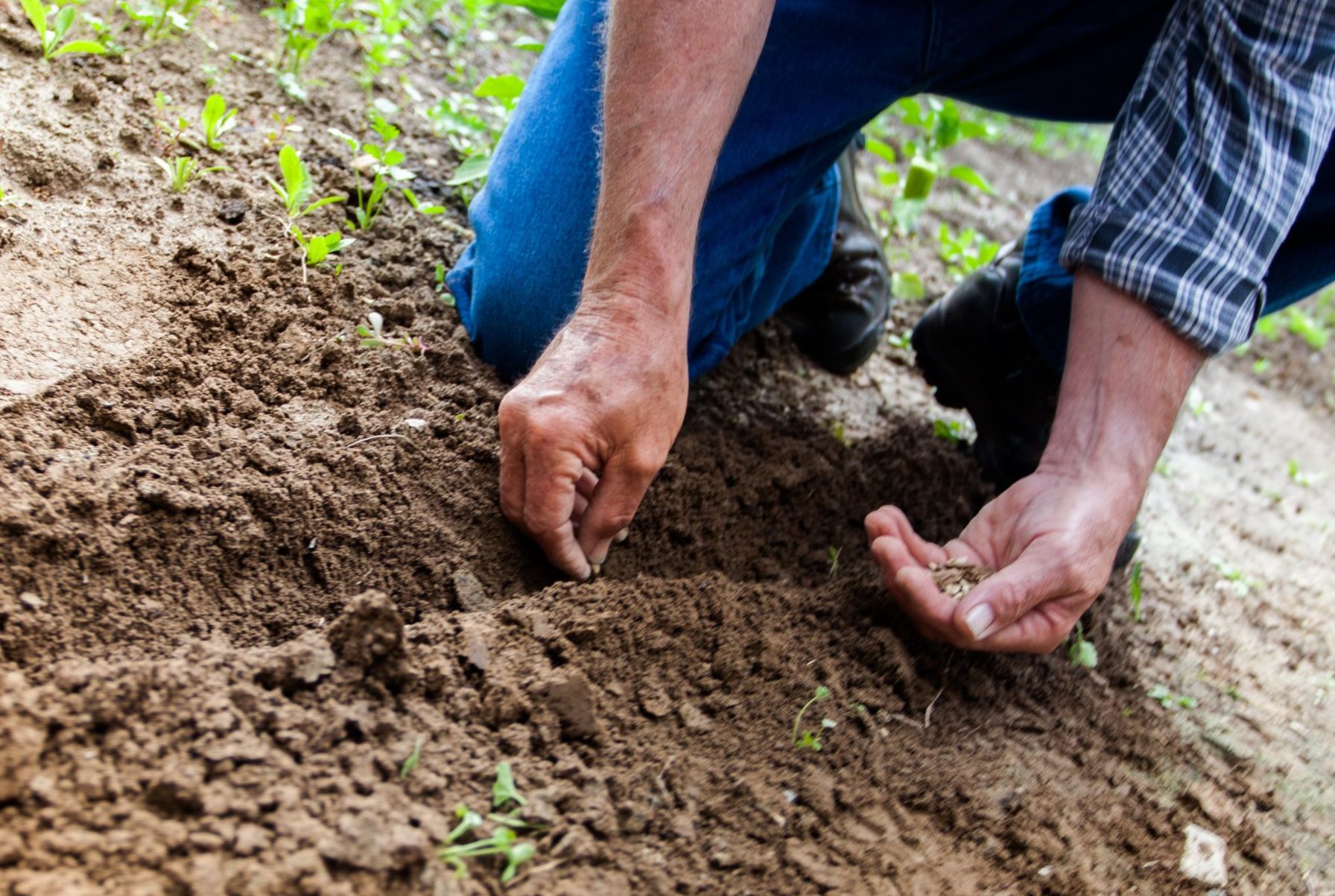 Gartentipp: Möhre..Kohl..Salat..dieses Gemüse kann jetzt schon gepflanzt werden