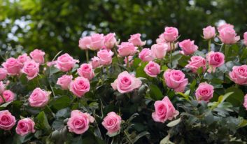 Gartentipp: Es ist Rosenzeit und so haben Sie noch länger was davon