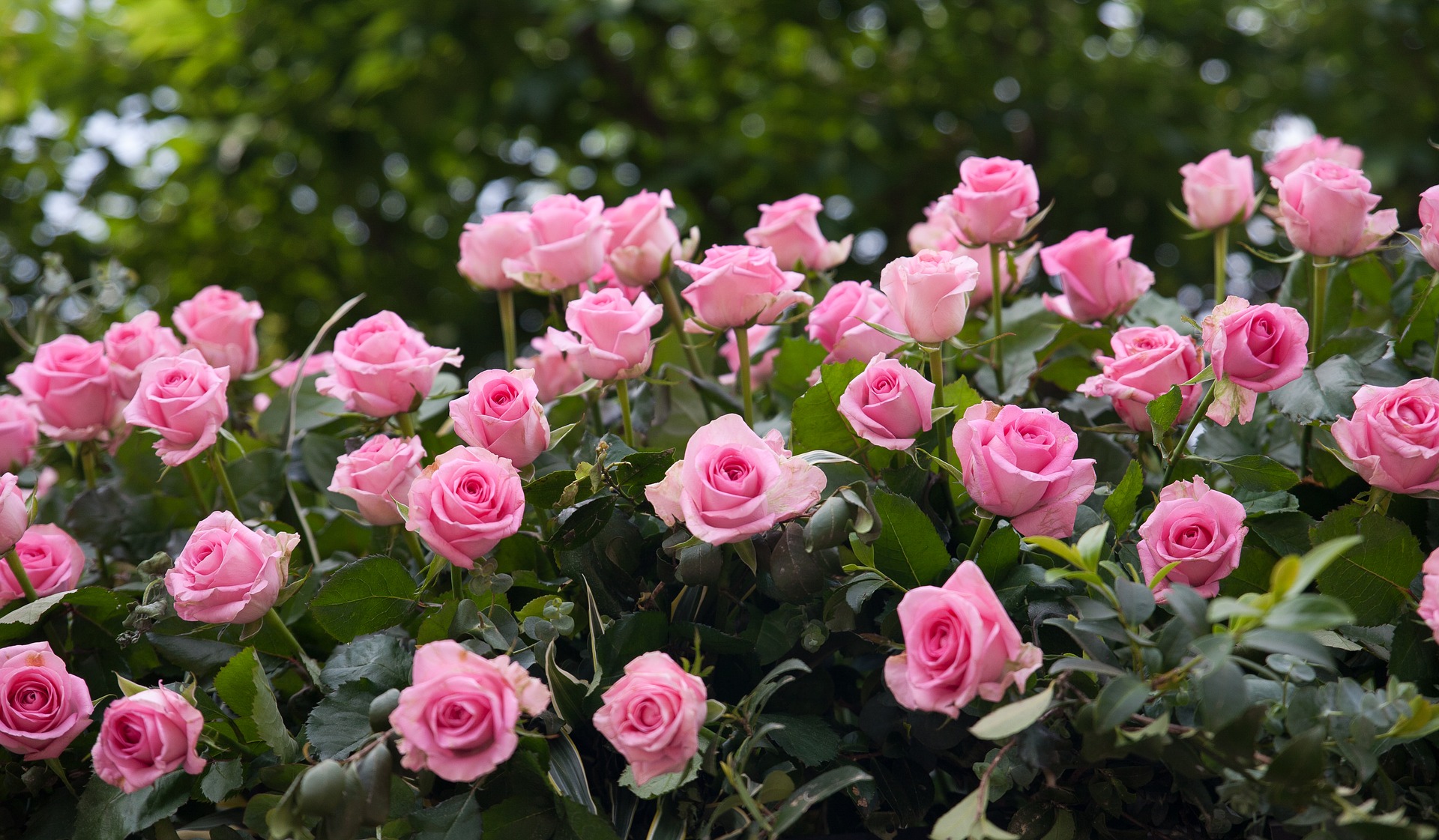 Gartentipp: Es ist Rosenzeit und so haben Sie noch länger was davon