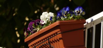 SO bestücken Sie Ihren Blumenkasten neu