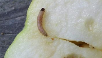 So können Sie jetzt schon Obstmaden im nächsten Sommer vermeiden