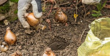 Jetzt Blumenzwiebeln pflanzen & später einen bunten Frühling genießen