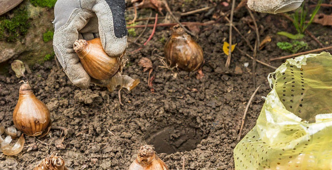 Jetzt Blumenzwiebeln pflanzen & später einen bunten Frühling genießen