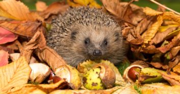 So helfen Sie Igel, Eichhörnchen & Vögeln durch den Winter