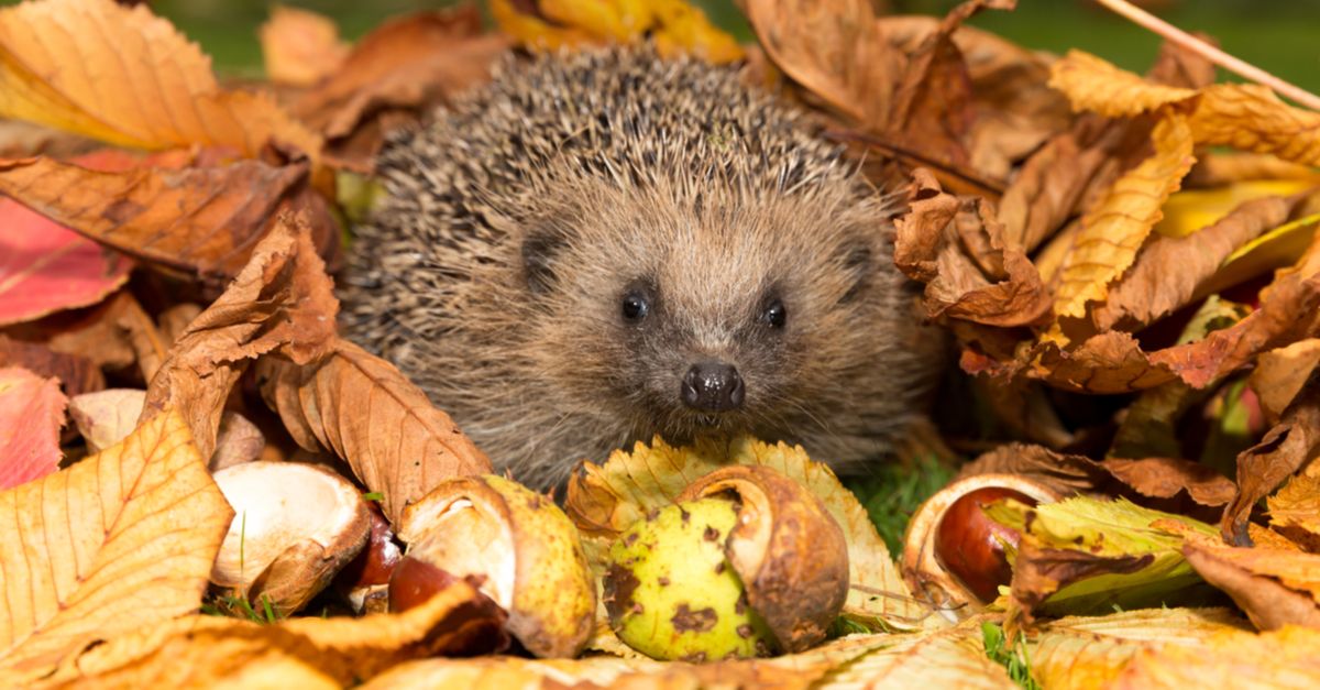 So helfen Sie Igel, Eichhörnchen & Vögeln durch den Winter