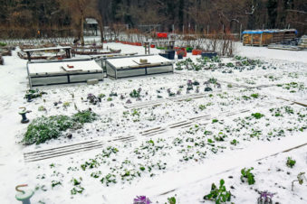 Jetzt kommen die Winterpflanzen in die Erde