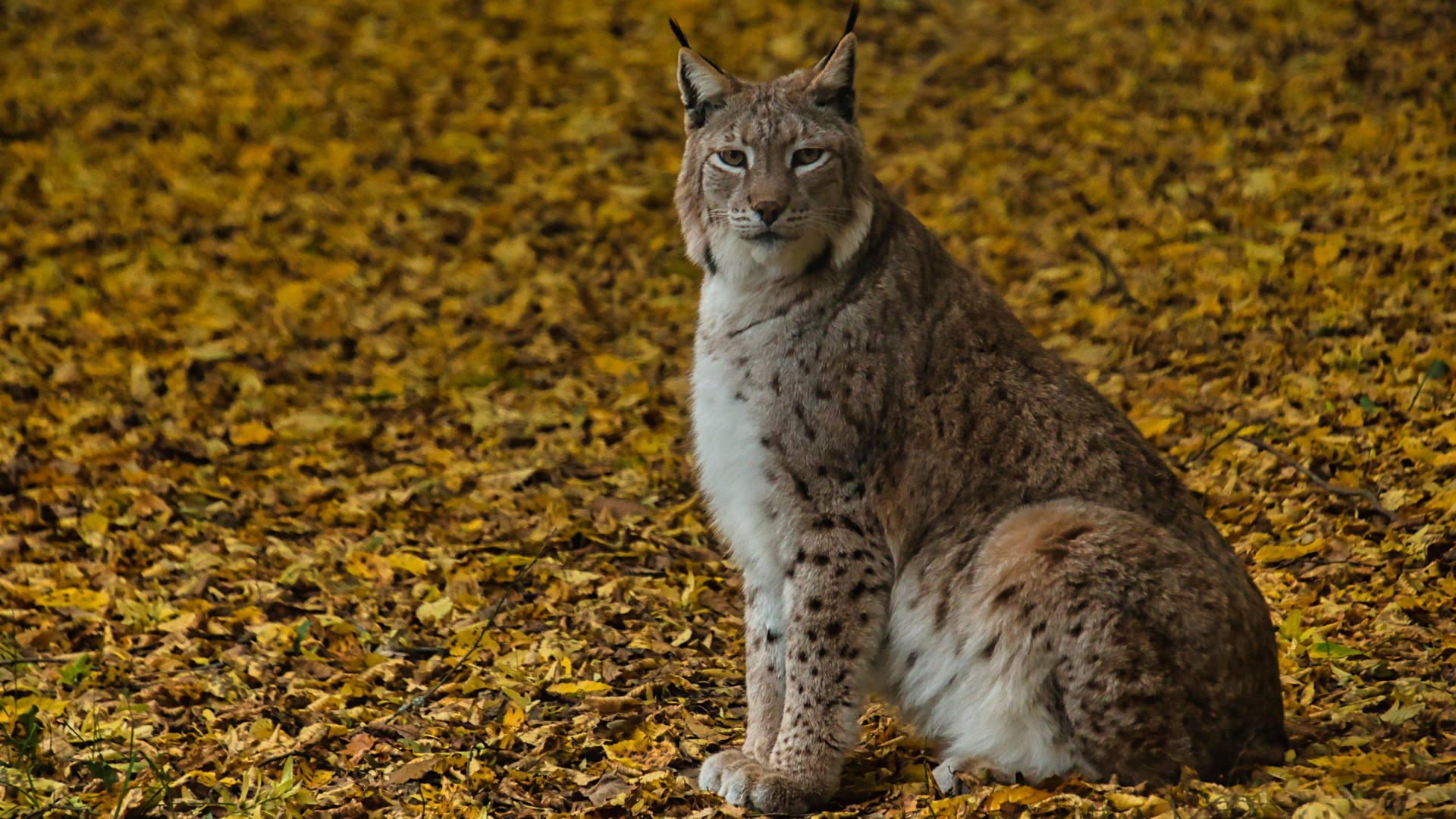 Der smarte Landcheck Der Wildpark Johannismühle in Baruth Mark