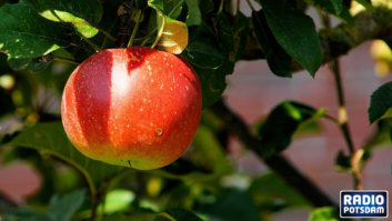 Regional, knackig, gut – unser Produkt des Monats Oktober: Der Apfel