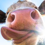 Banner HP (49)