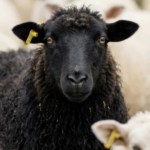 Schwarzes Schaf