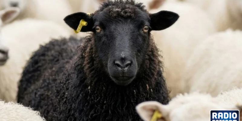 Schwarzes Schaf
