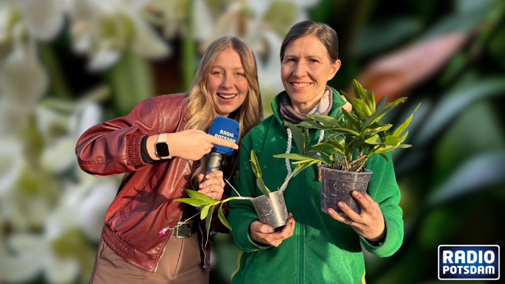 Banner HP (53)