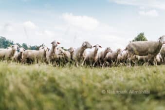 Pressefoto Naturpark Altmühltal Altmuehltaler Lamm auf der Wacholderheide