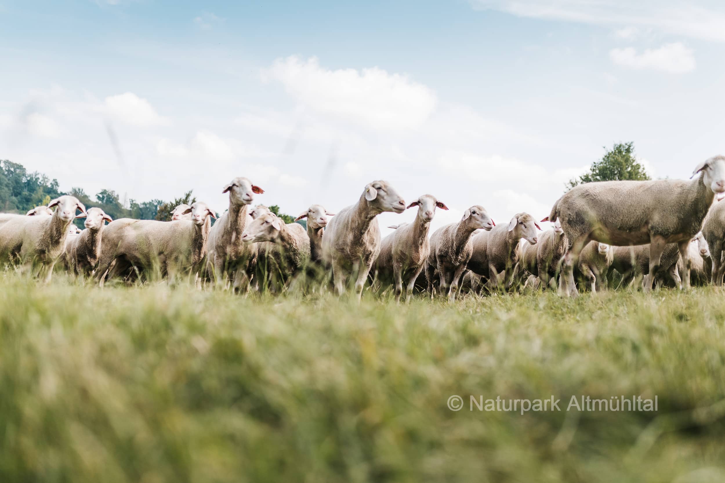 Pressefoto Naturpark Altmühltal Altmuehltaler Lamm auf der Wacholderheide