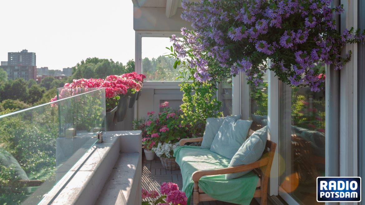 Balkon Pflanzentipp