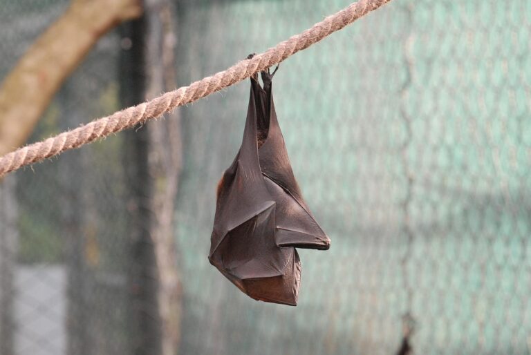 Fledermausführung “Abhängen mit Batman”