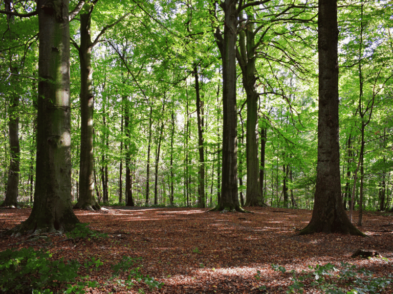 Baumwanderung