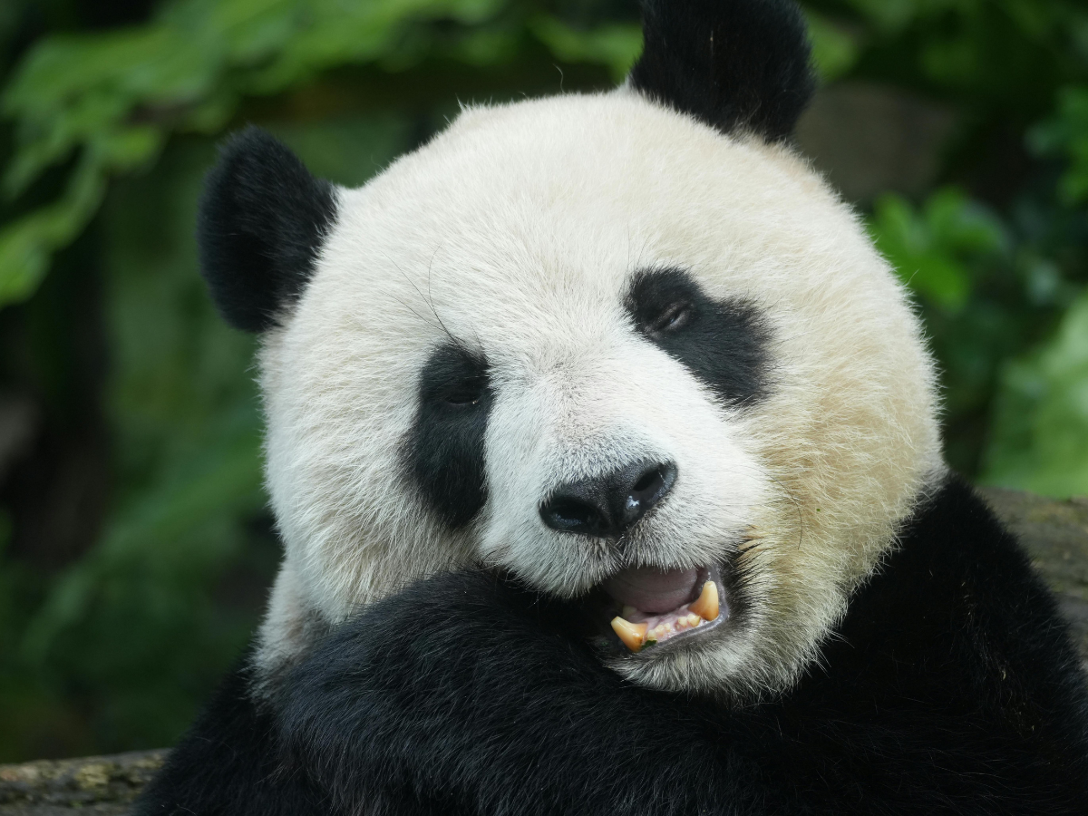 Zoo Eberswalde: 1. Brandenburger Wildtiertag