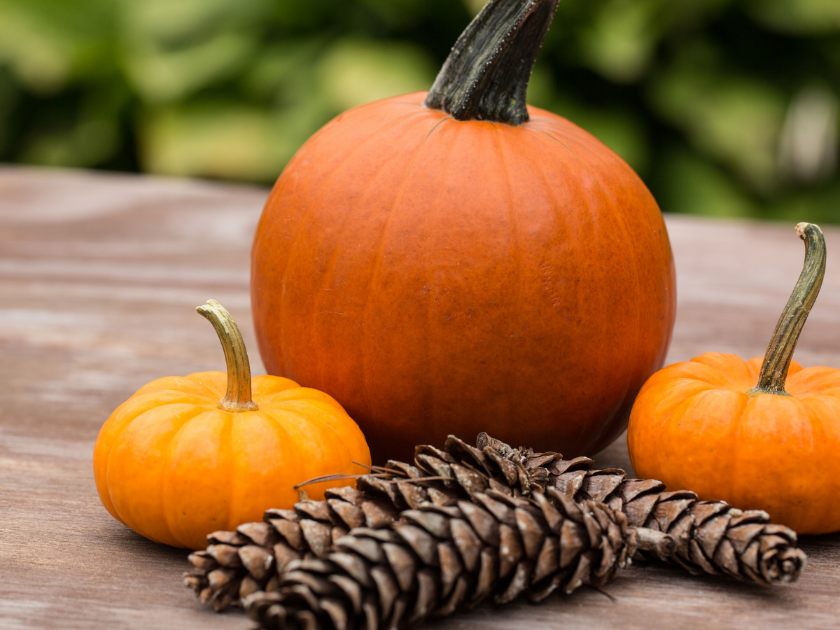 Halloween auf dem Werderaner Tannenhof