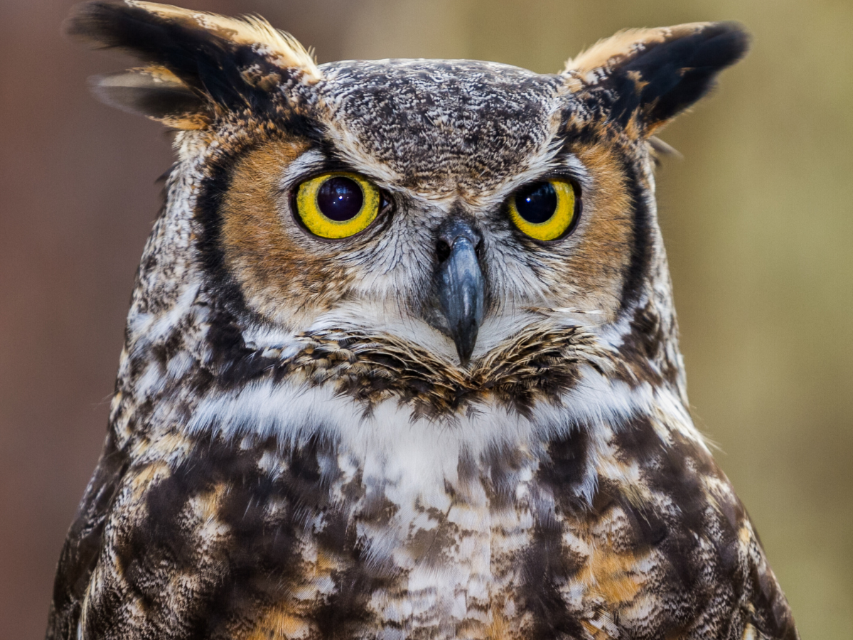 „Eulen: Vielfalt, Biologie und Evolution“ im Naturkundemuseum