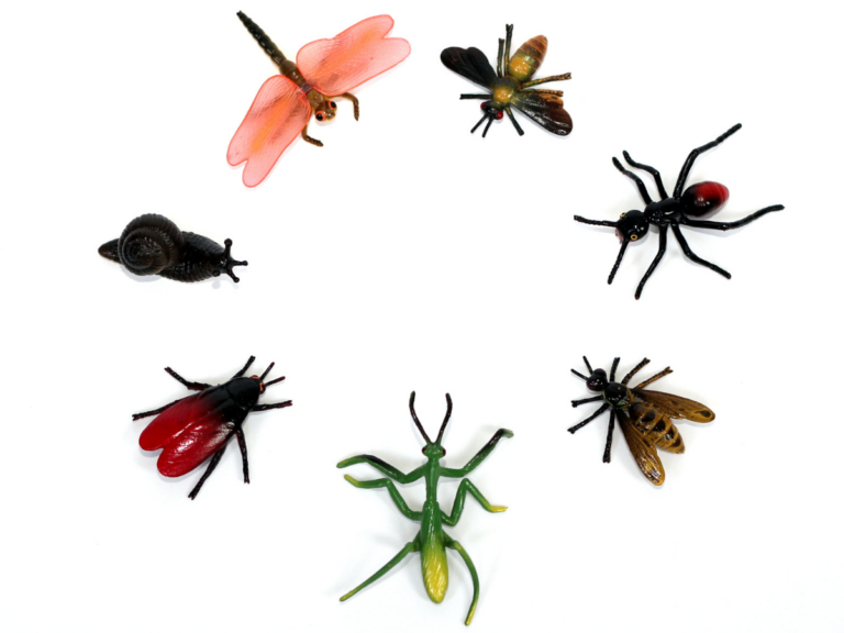 Themenoffener Abend nach der Sommerpause – Fachgruppe Entomologie Potsdam