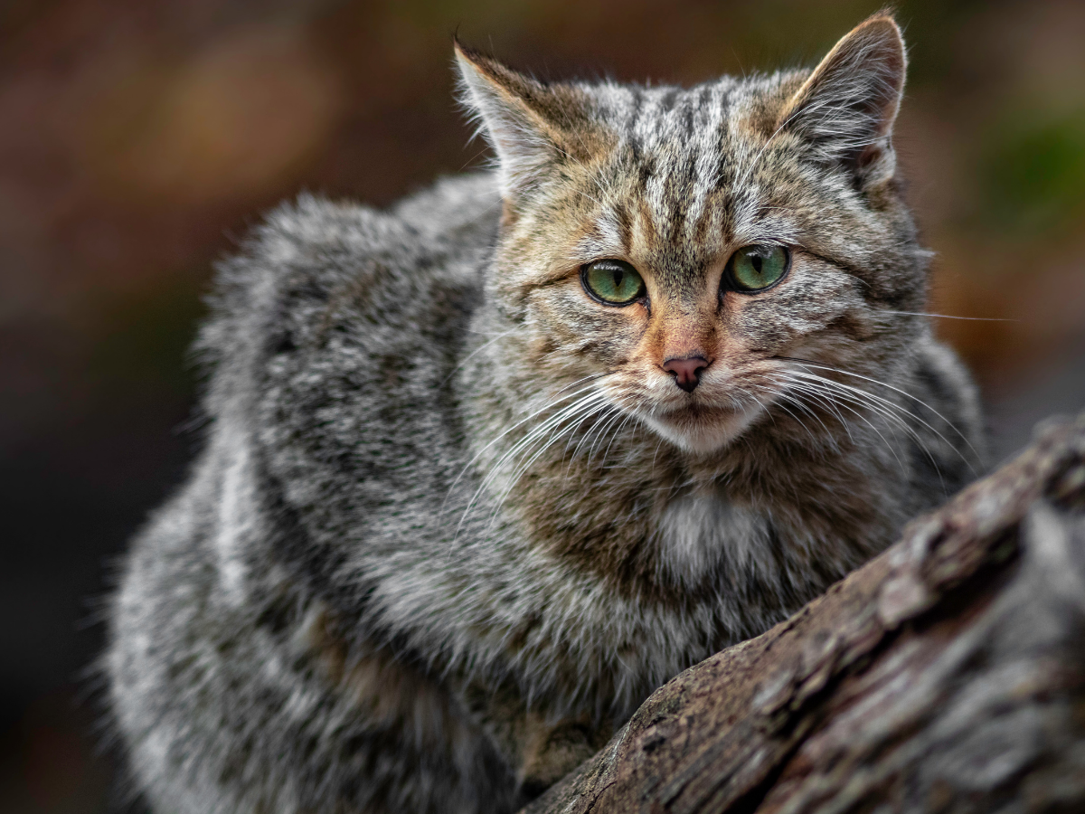 Auf den Spuren der Wildkatze