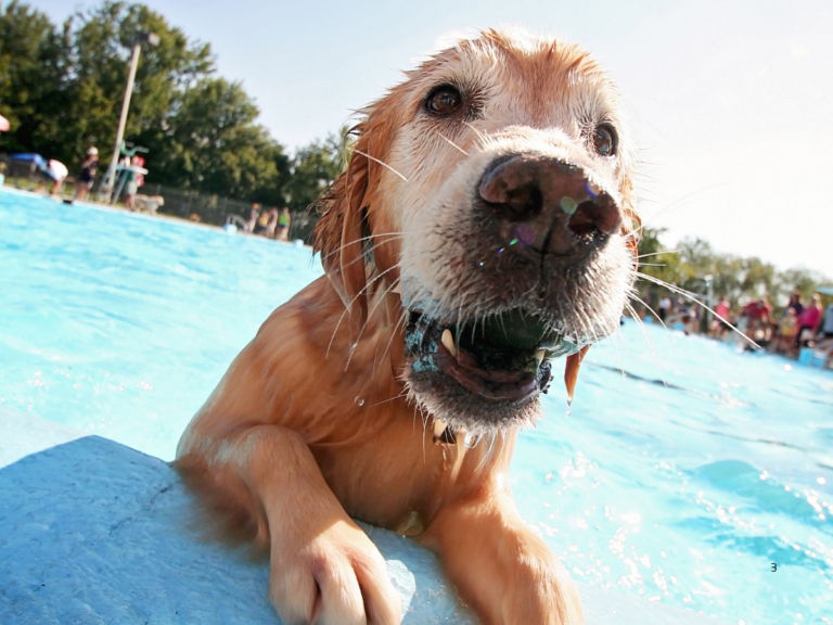 10. Luckenwalder Hundebadetag