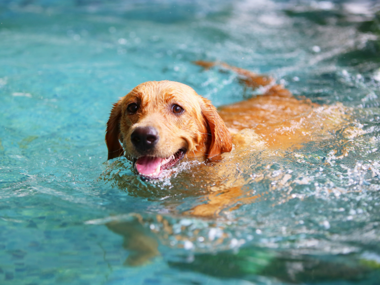 3. Hundebadetag im Freibad Kiebitzberge Kleinmachnow